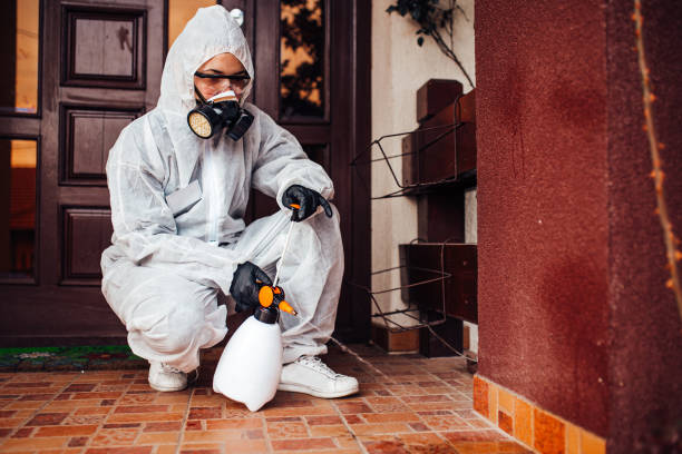 Reliable Wasp Removal contractor in Brookfield, NJ by Show Me Pest Control